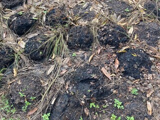 Cow dung fertilizer on the ground