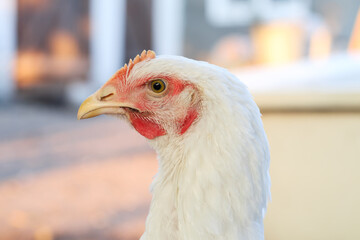 Chicken portrait photo. Broiler chicken at sunset. Domestic chicken photo portrait.