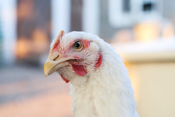 Domestic chicken photo portrait. Chicken portrait photo. Broiler chicken at sunset. A close up shot of a white chicken.
