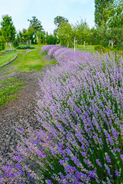 Lavender bushes in full bloom in the home garden in Ukraine. Landscape design concept.  Vertical image. Copy space. 