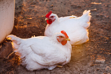 Photo of a white roosters, lying on the ground. Broiler chickens at sunset.