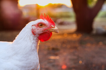 A close up shot of a rooster. Broiler chicken at sunset. Domestic chicken photo portrait.