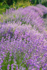 Lavender bushes in full bloom in the home garden in Ukraine. Vertical image. 