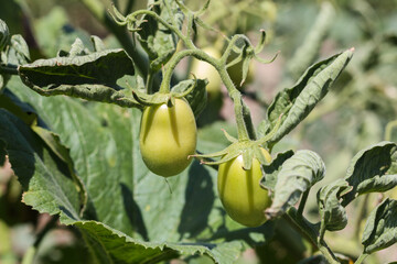 Green oval tomatoes on a bush. Unripe tomato in a field.