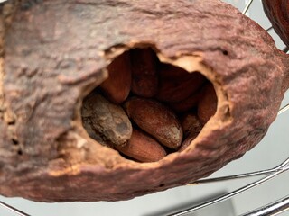 raw brown organic chocolate cocoa bean , cocoa pod