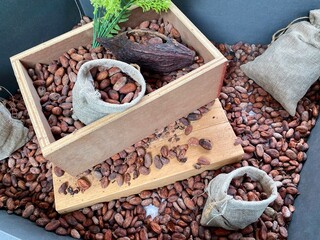 raw brown organic chocolate cocoa bean , cocoa pod