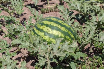 Watermelon on the bush, on the field.