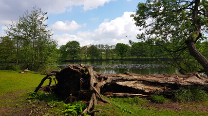 Fototapeta na wymiar Old tree by the lake 1