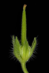 Small-Flowered Crane's-Bill (Geranium pusillum). Fruit Closeup