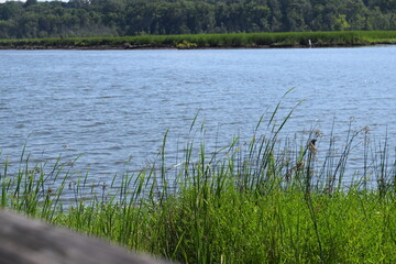Tall grasses on the edge of a marsh