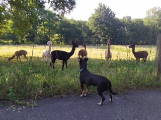 Dog and alpaca