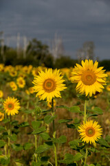 Feld voller Sonnenblumen im Sommern im Morgenlicht