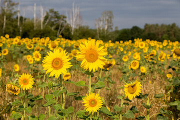 Feld voller Sonnenblumen im Sommern im Morgenlicht