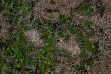 Wildschweine haben Schaden in einem Rapsfeld angerichtet