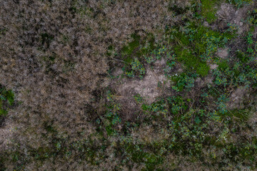 Wildschweine haben Schaden in einem Rapsfeld angerichtet