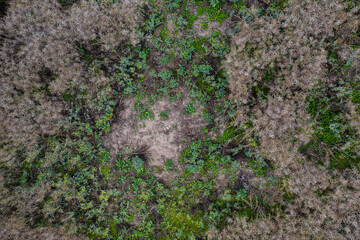 Wildschweine haben Schaden in einem Rapsfeld angerichtet