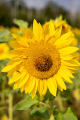 Sonnenblumen im Morgenlicht in Sachsen-Anhalt, Jerichower Land, Möser, Deutschland