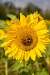 Sonnenblumen im Morgenlicht in Sachsen-Anhalt, Jerichower Land, Möser, Deutschland