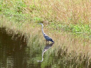 Heron in the Water