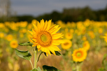 Sonnenblumen im Morgenlicht in Sachsen-Anhalt, Jerichower Land, Möser, Deutschland