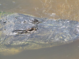 Eye of an Alligator