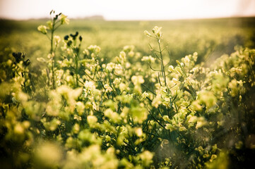Canola in the breeze
