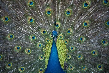 Obraz premium Pfau