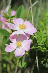 Obraz premium Climbing wild rose at Linne Woods in Morton Grove, Illinois