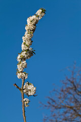 Spring - a branch of cherry blossoms.