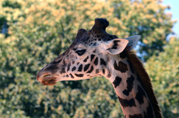 girafe zoo de la bourbansais
