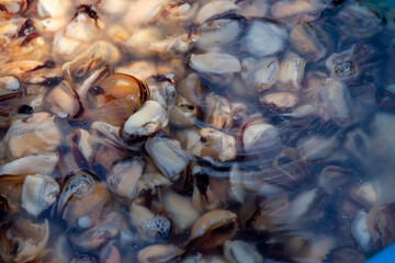 close up top viewe Mussel background