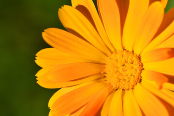 Closeup on a flower in a nature and it looks amazing