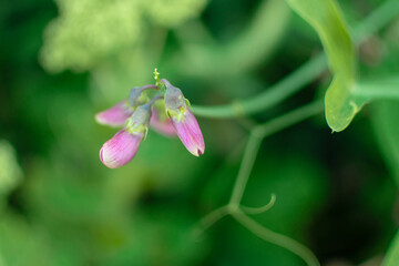 Knospen der Violett und pink blühenden, duftenden Platterbse