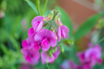 Violett und pink blühende, duftende Platterbse