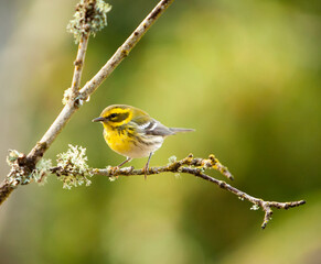A Townsend Warbler waiting for his turn at a feeder