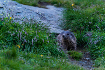 Fototapeta premium Marmota