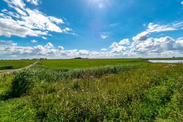 Fototapeta premium Alluvial land of the dollar in front of the dike on the North Sea in summer with a blue sky