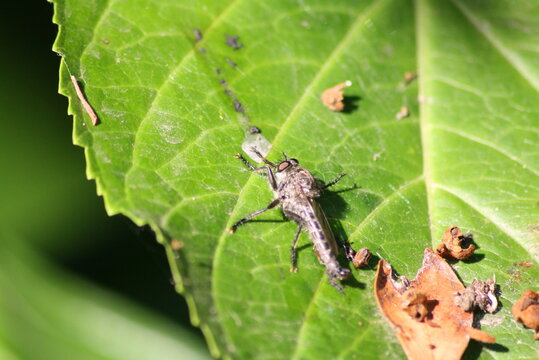 gadfly on a leaf