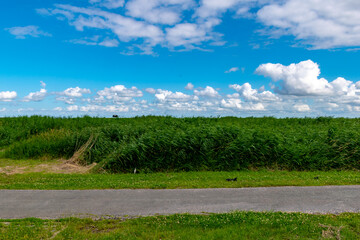 Reed grass on the North Sea in summer with a blue sky