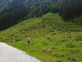 Fototapeta premium Two cows grazing next to an asphalt road on a hill