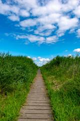 Fototapeta na wymiar Wooden path surrounded by reed grass on the North Sea in summer with a blue sky