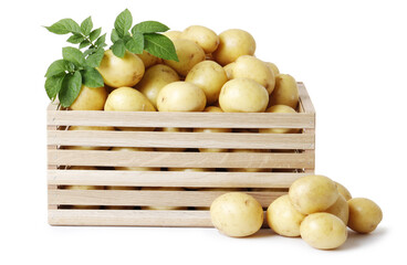 Wooden box with young potato isolated on white background