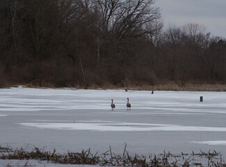 Geese Walking on Water