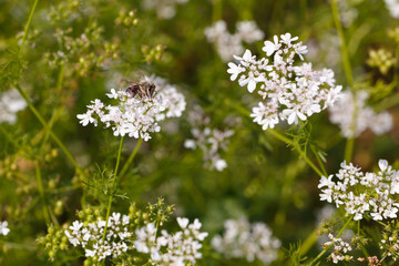 A bee pollinates a coriander flower