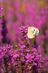 Butterfly sitting on a flower Loosestrife
