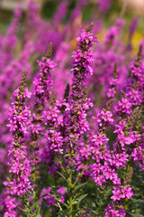 Purple loosestrife flowers