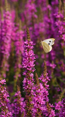 The butterfly flies to the Loosestrife