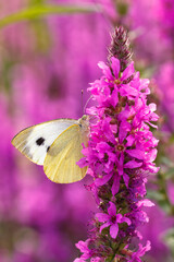 Butterfly sitting on a flower Loosestrife