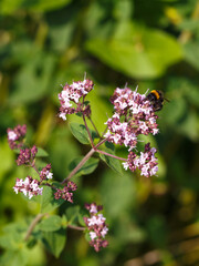 Bumblebee pollinates the oregano flower