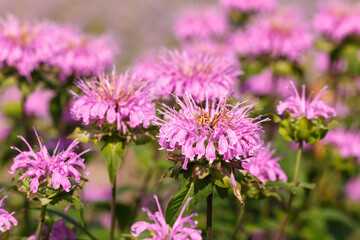 Obraz premium Pink flowers of monarda